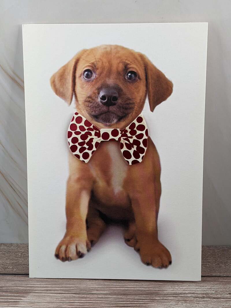 Dog Blank Card