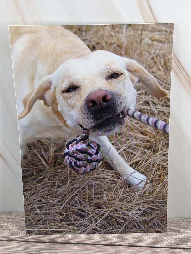 Dog Happy Birthday Card