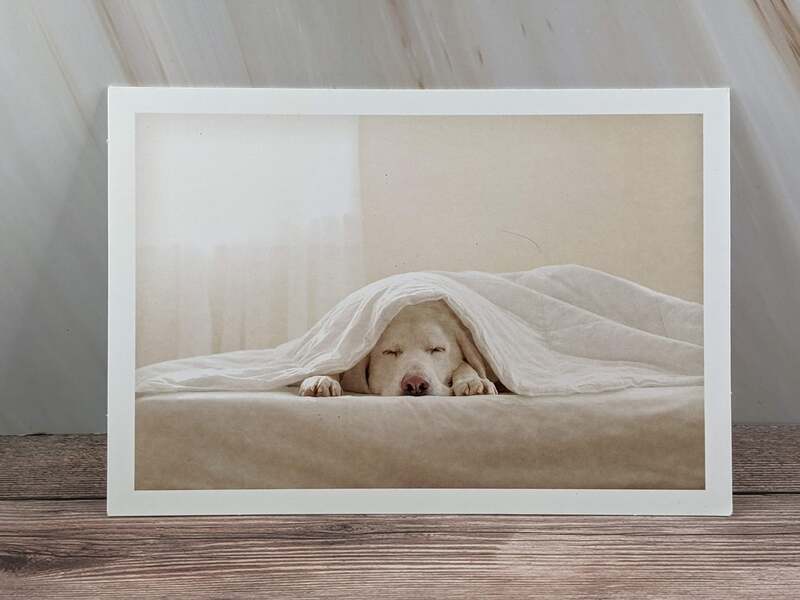 Lie Down and Heal Get Well Card