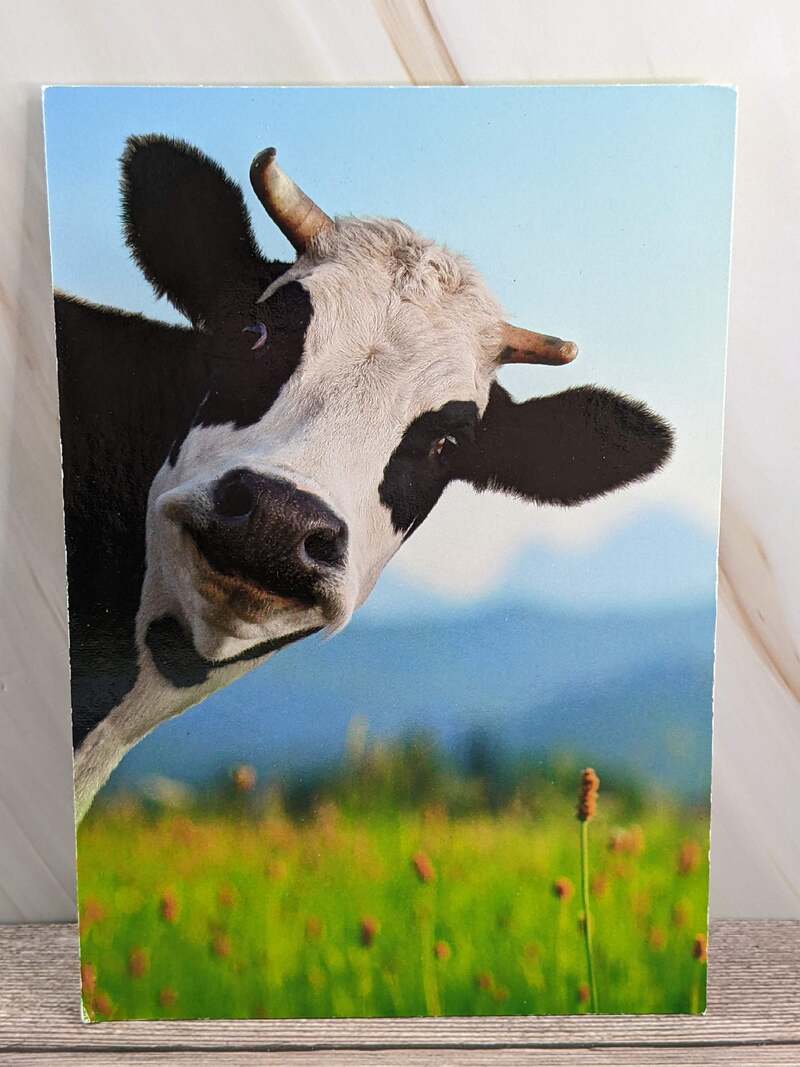 Moo-chas Gracias Card